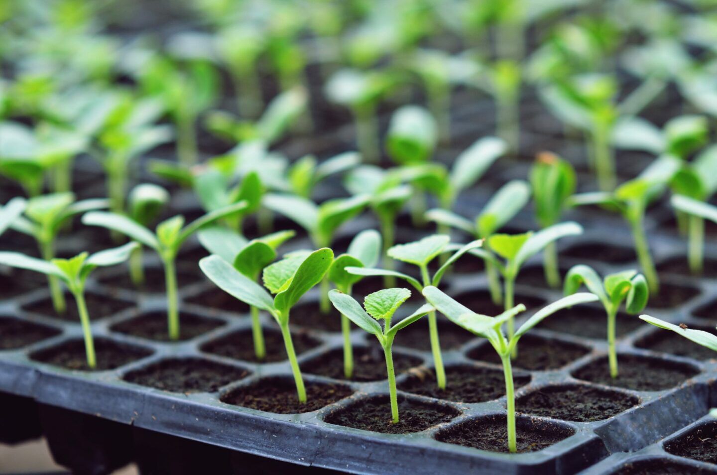 DIY Seed Starting Station